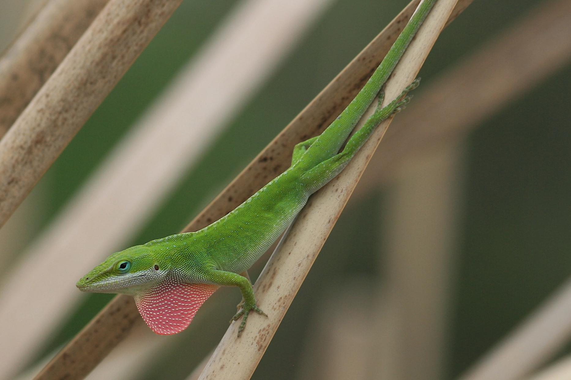 Anole