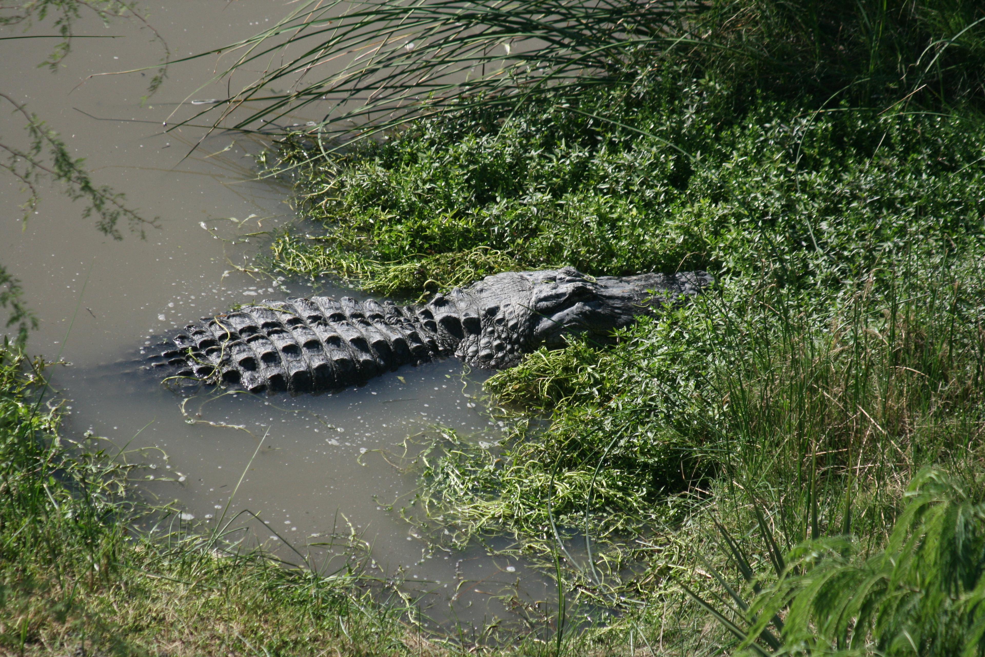 Big Padre (Captive American Alligator)