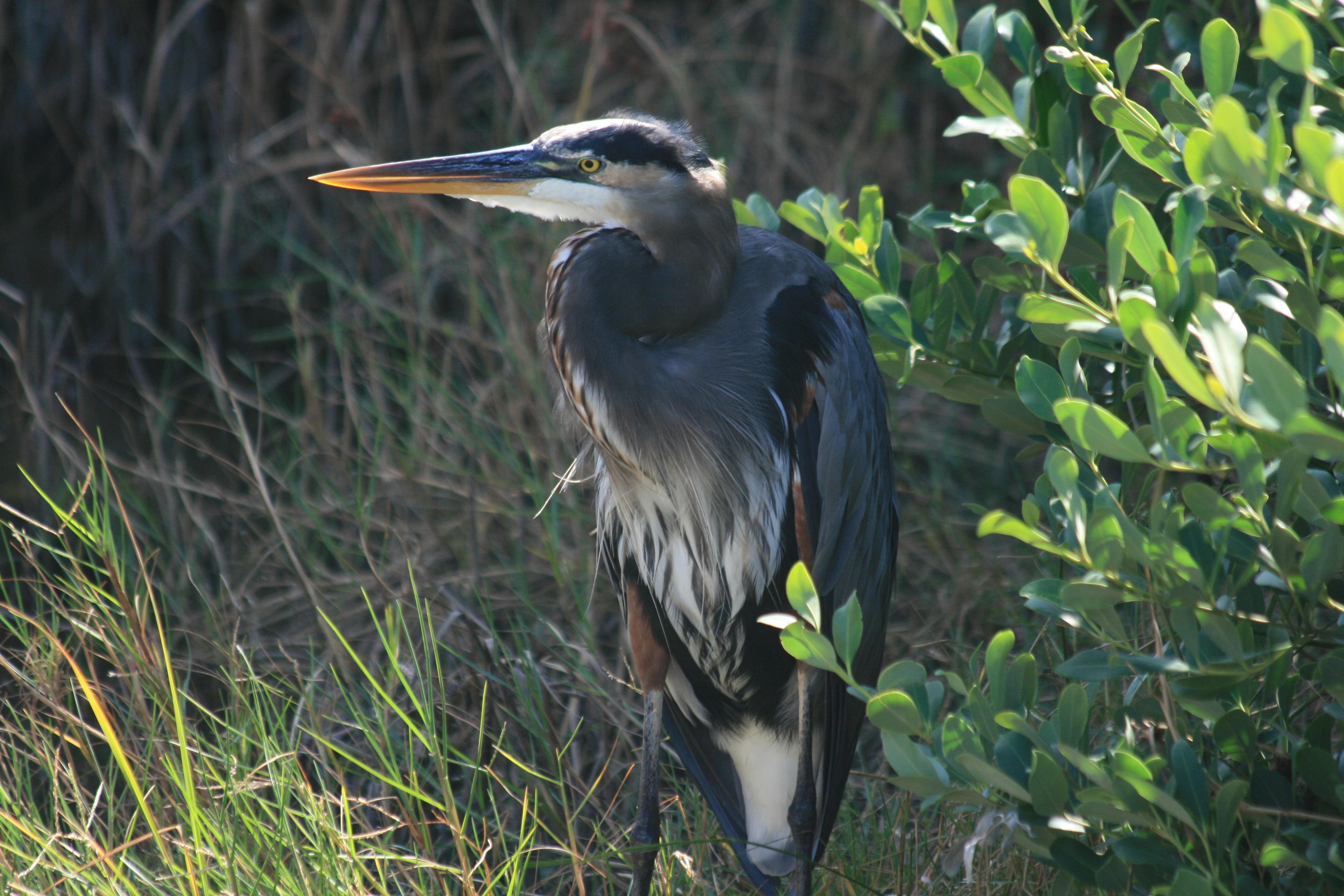 Blue Heron