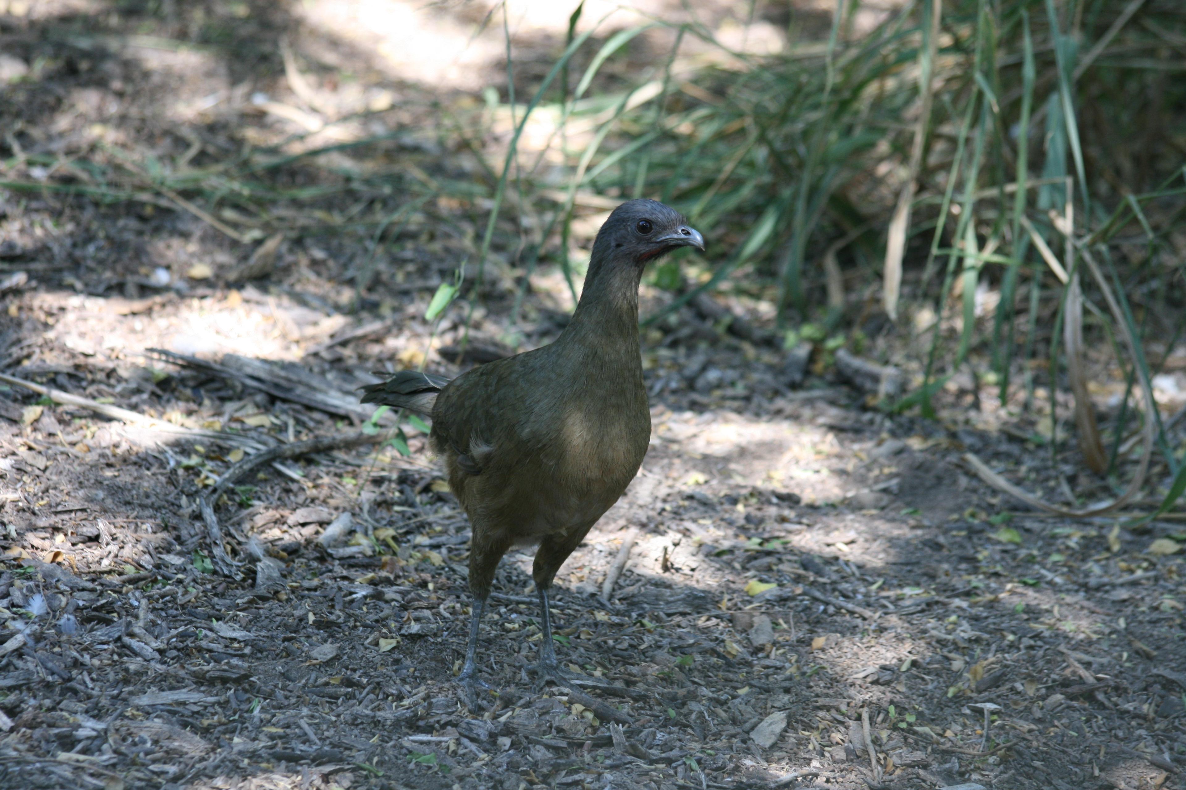 Chachalaca
