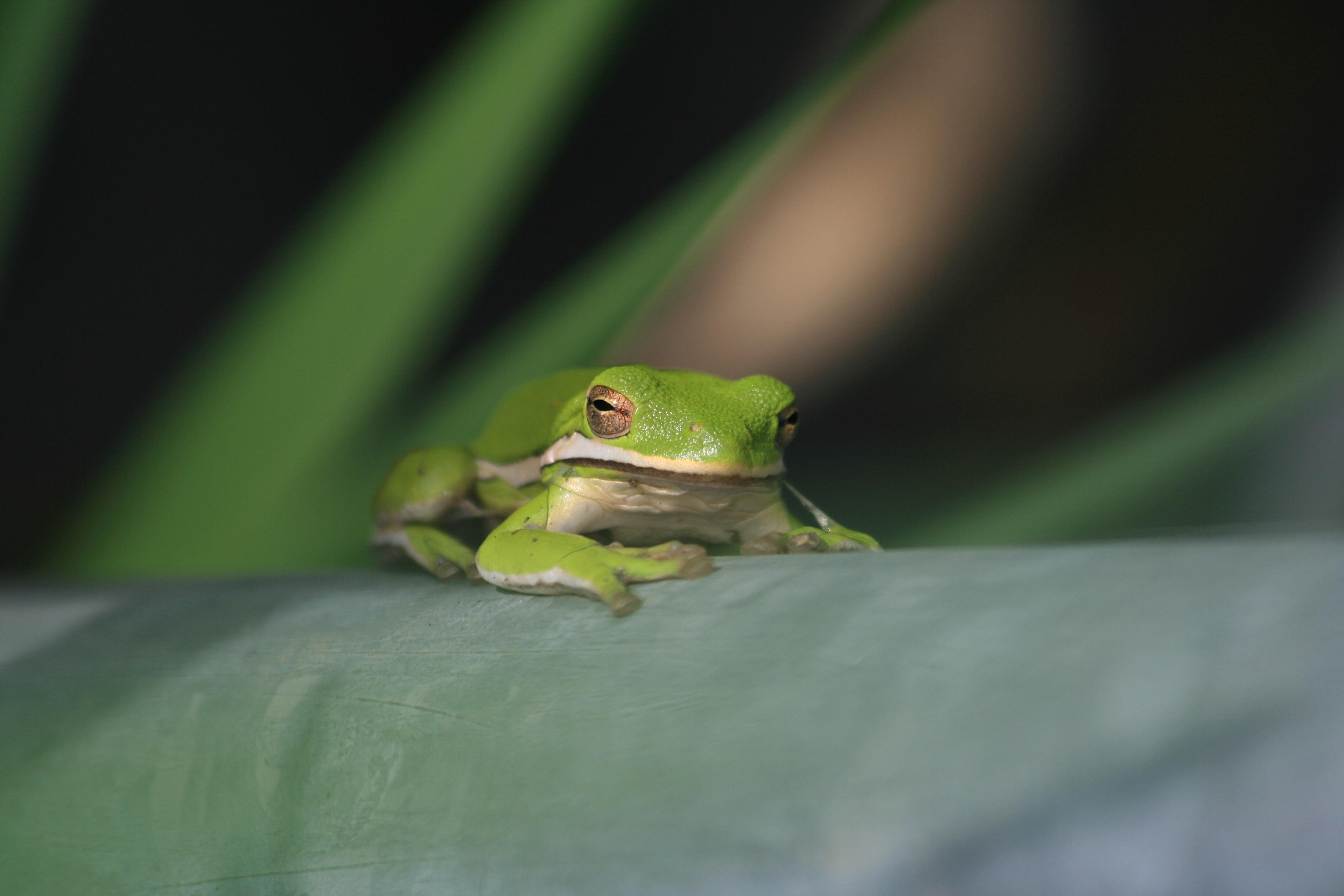 Green Tree Frog