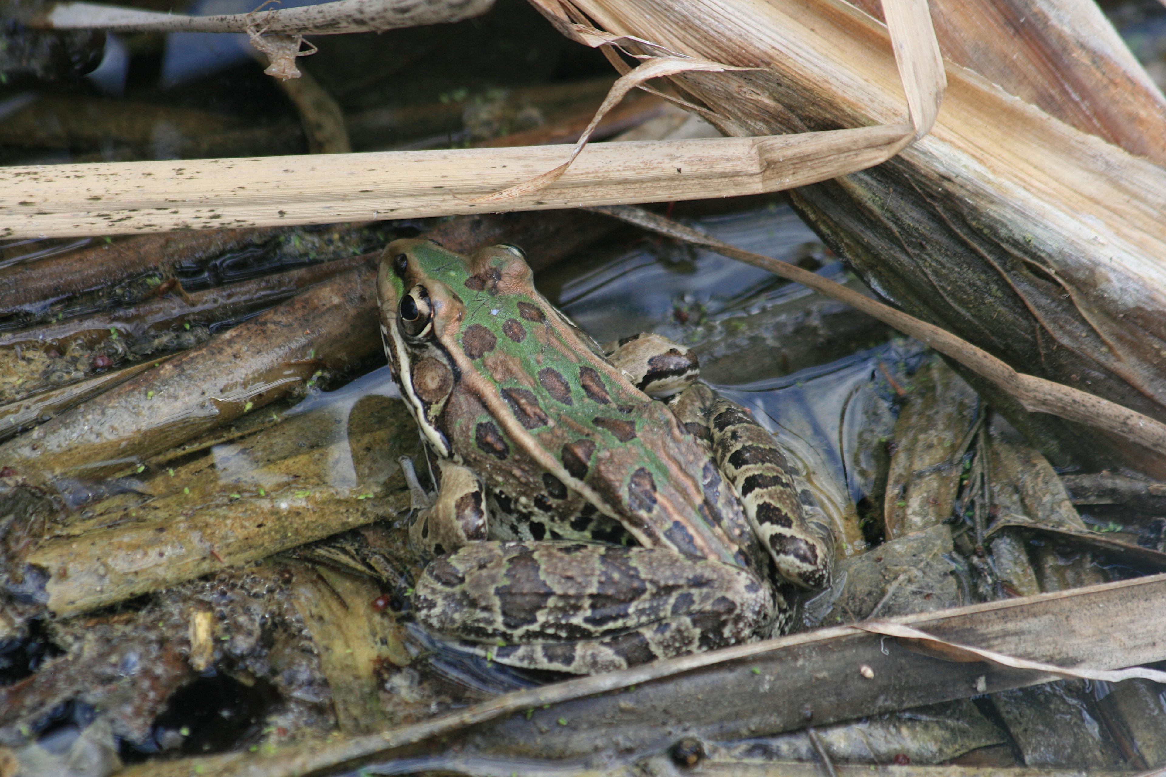 Lepoard Frog