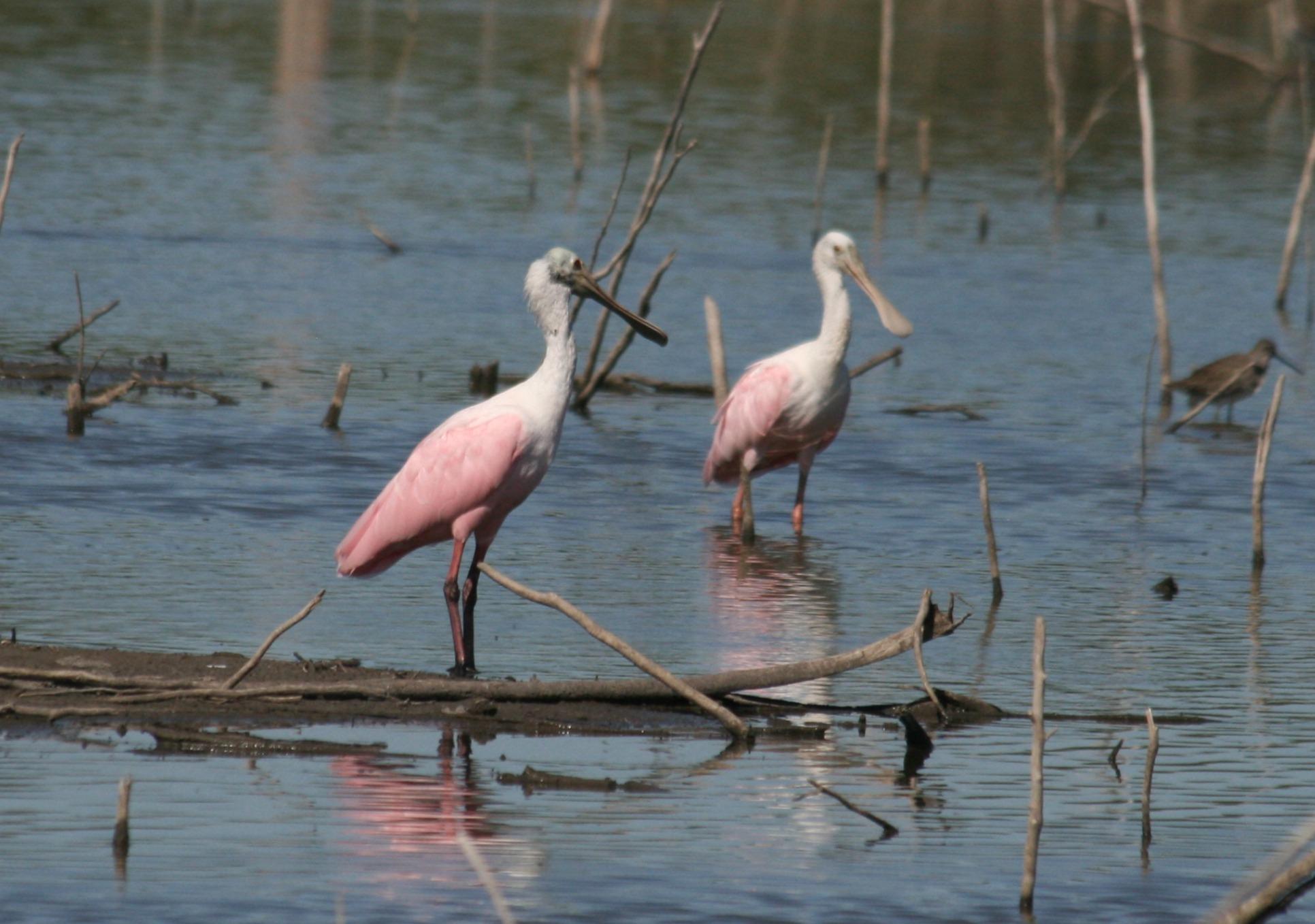 Roseate Spoonbill