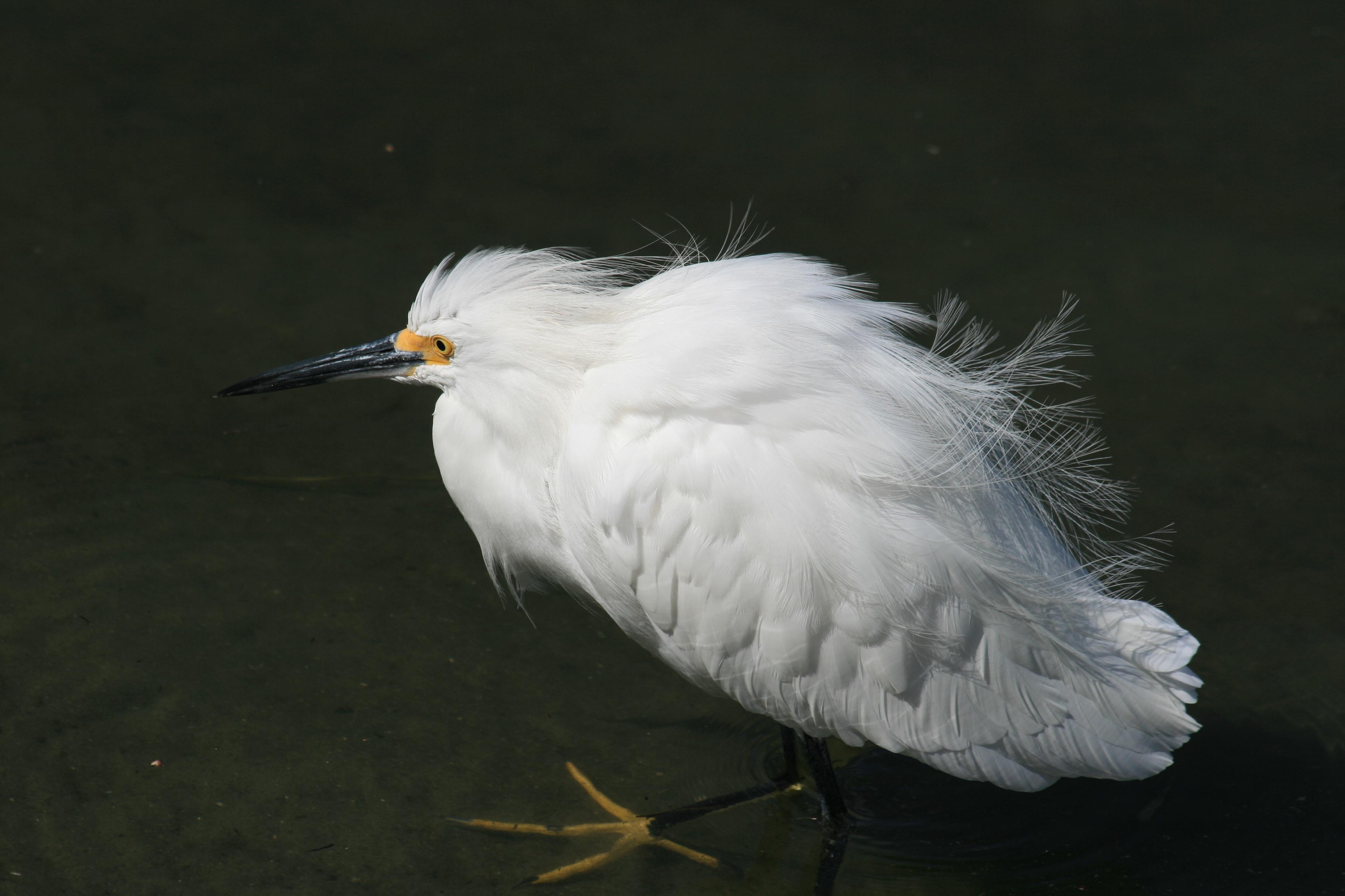 Snowy Egret