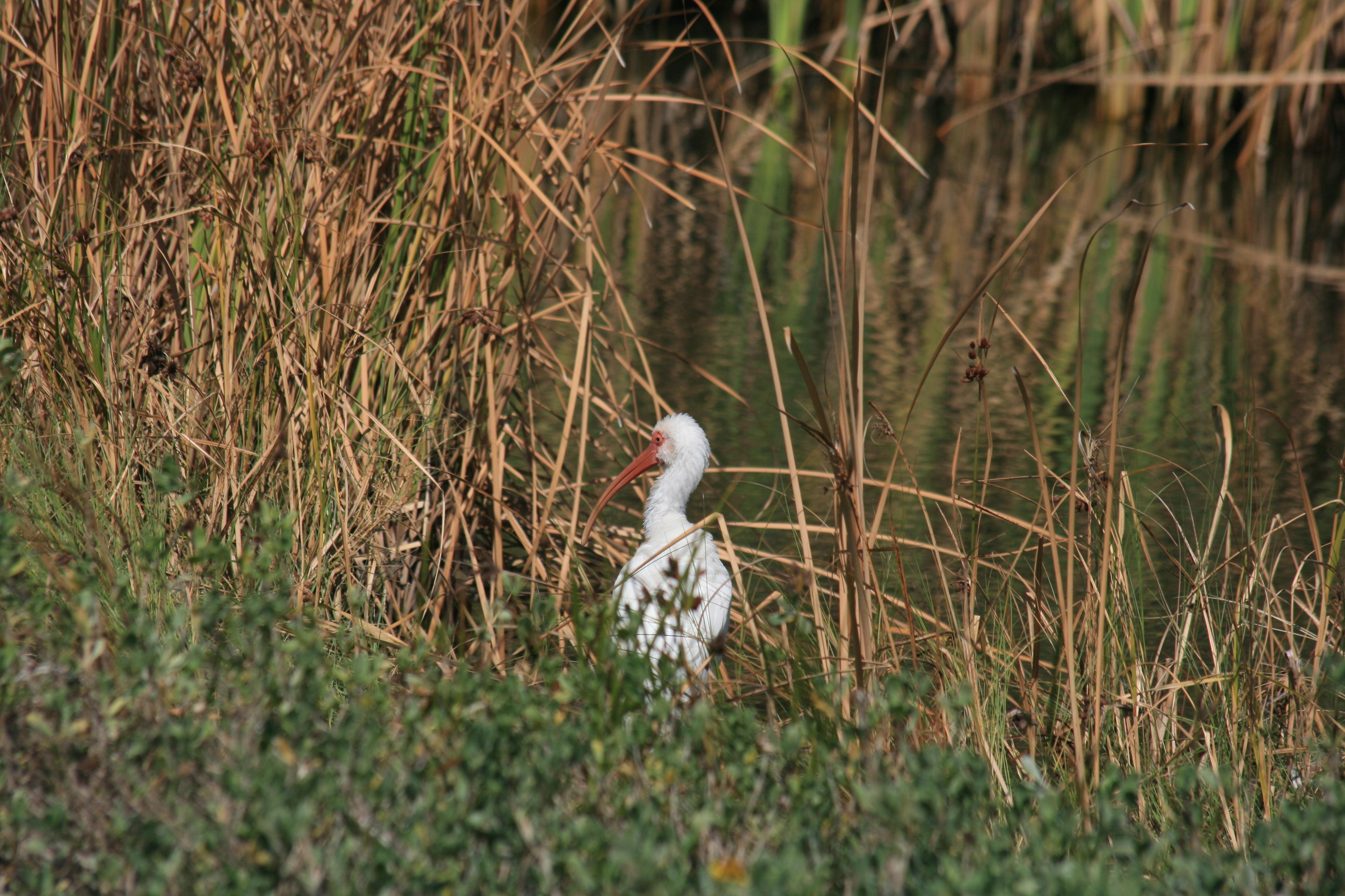 White Ibis